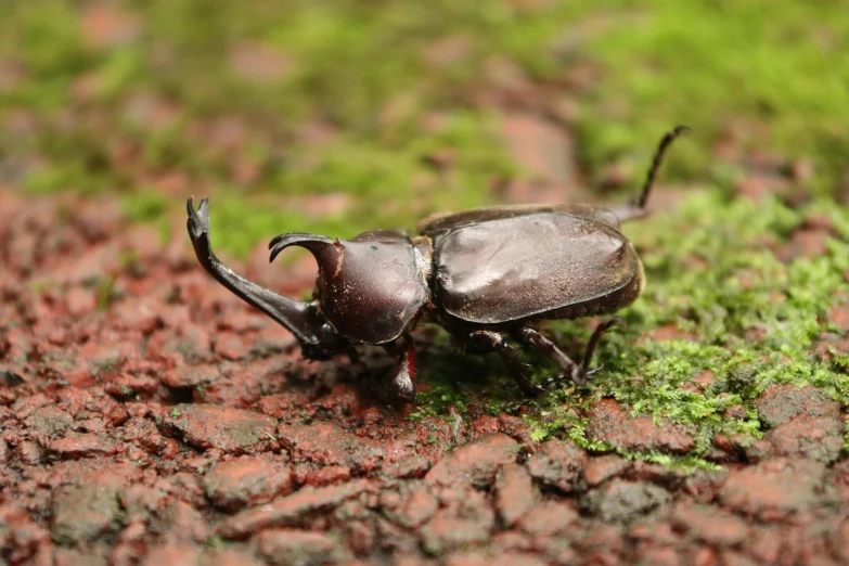 a close up image of a small gray bug