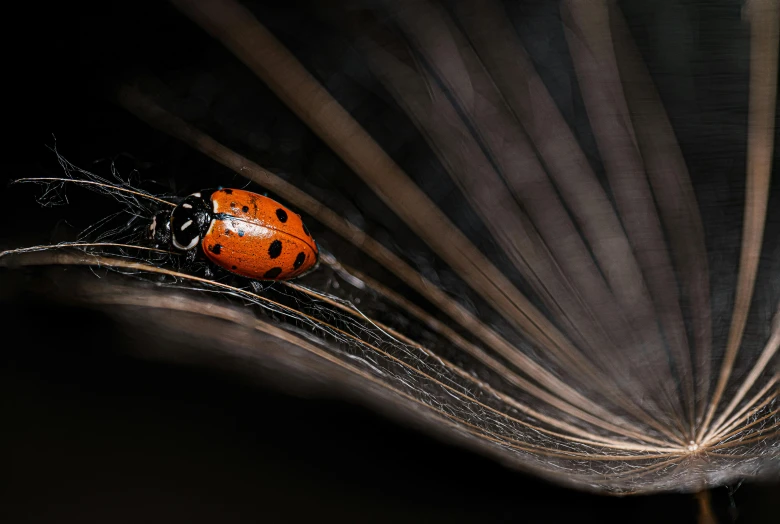 the lady bug is sitting on the palm tree leaf