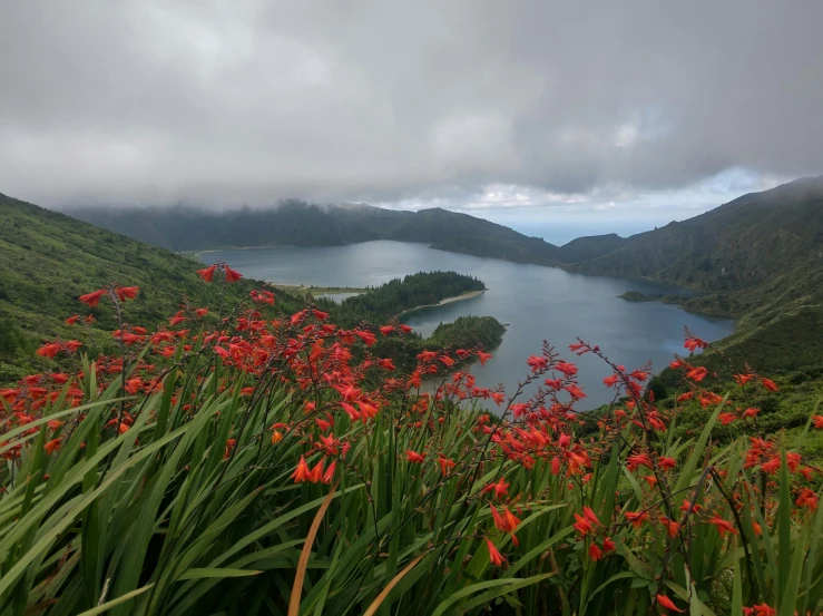 flowers on a mountain above water with trees