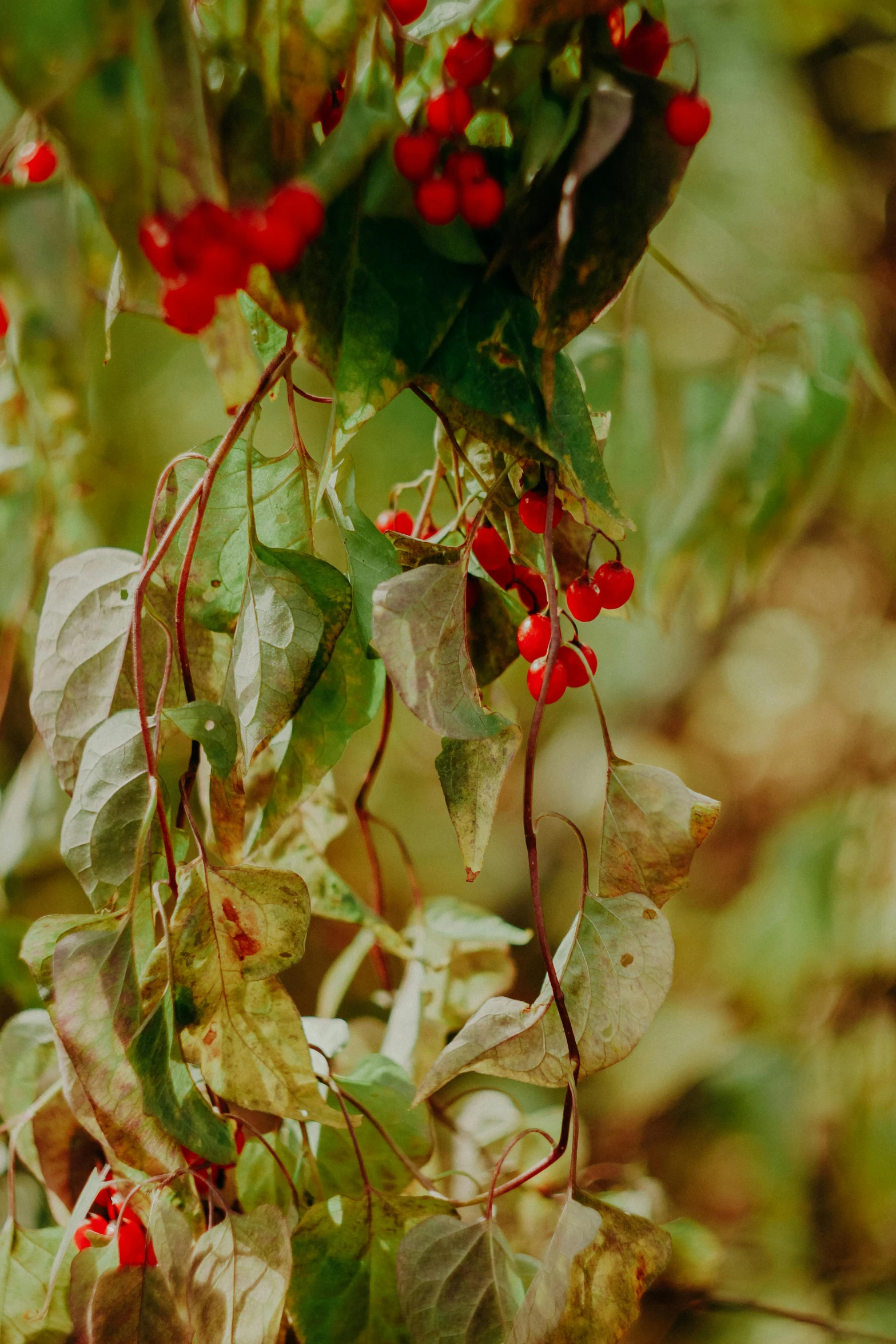 small red berries on the top of tree with leaves