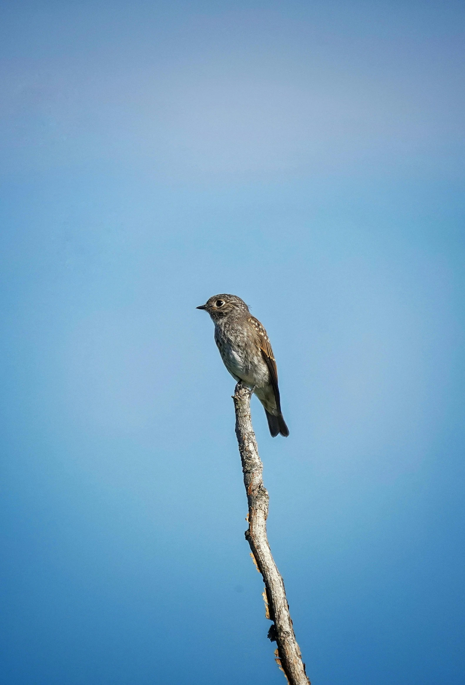 small bird sitting on the nch of a tree