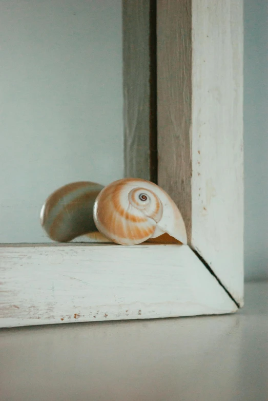 the shell of an elephant's bell peers from a door