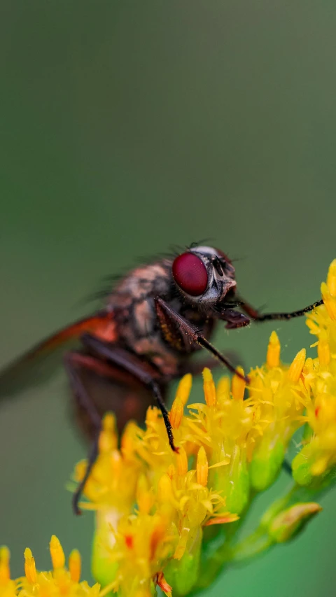 the fly is sitting on a yellow flower