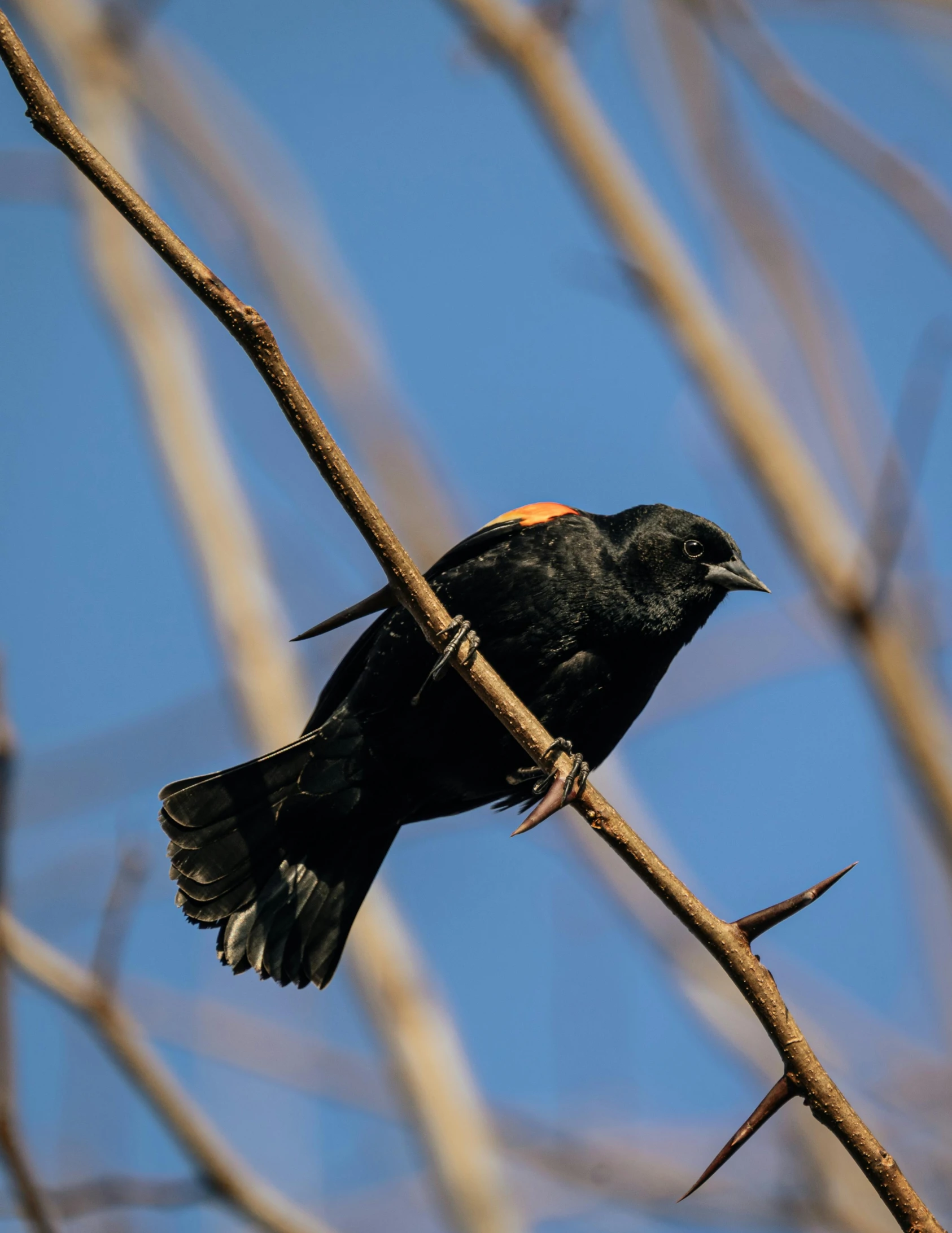 a black bird with an orange band perches on a nch