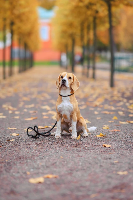 a dog that is sitting on a leash