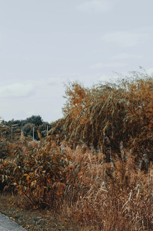 yellow bushes sitting beside a road under a cloudy sky