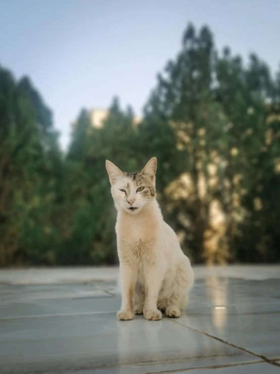 a white and gray cat sitting on top of a tile floor