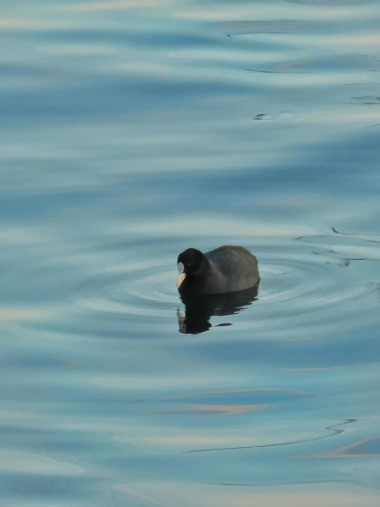 there is a small duck swimming in the water