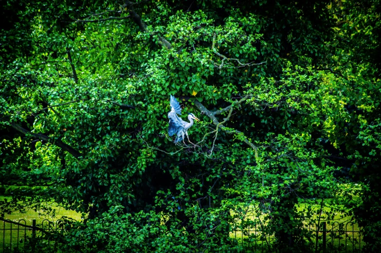 a crane in a tree is staring straight ahead