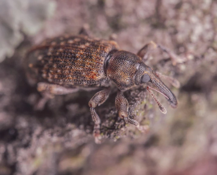 there is a very pretty insect on the moss