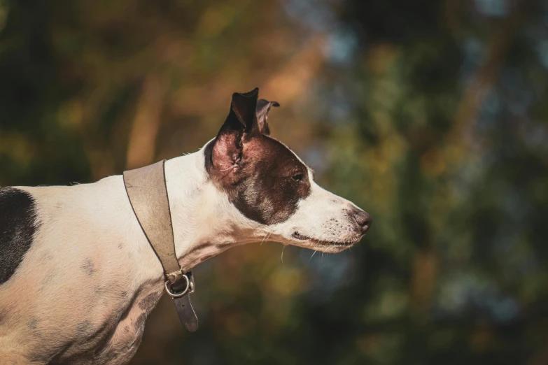 a black and white dog in a collar, looking off to the side