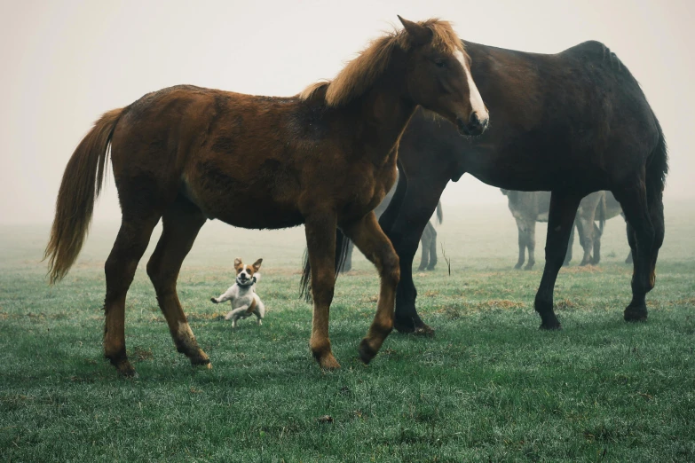 a dog following after two horses with their noses to one another
