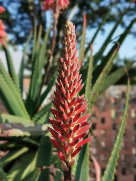 a plant with flowers in front of a building