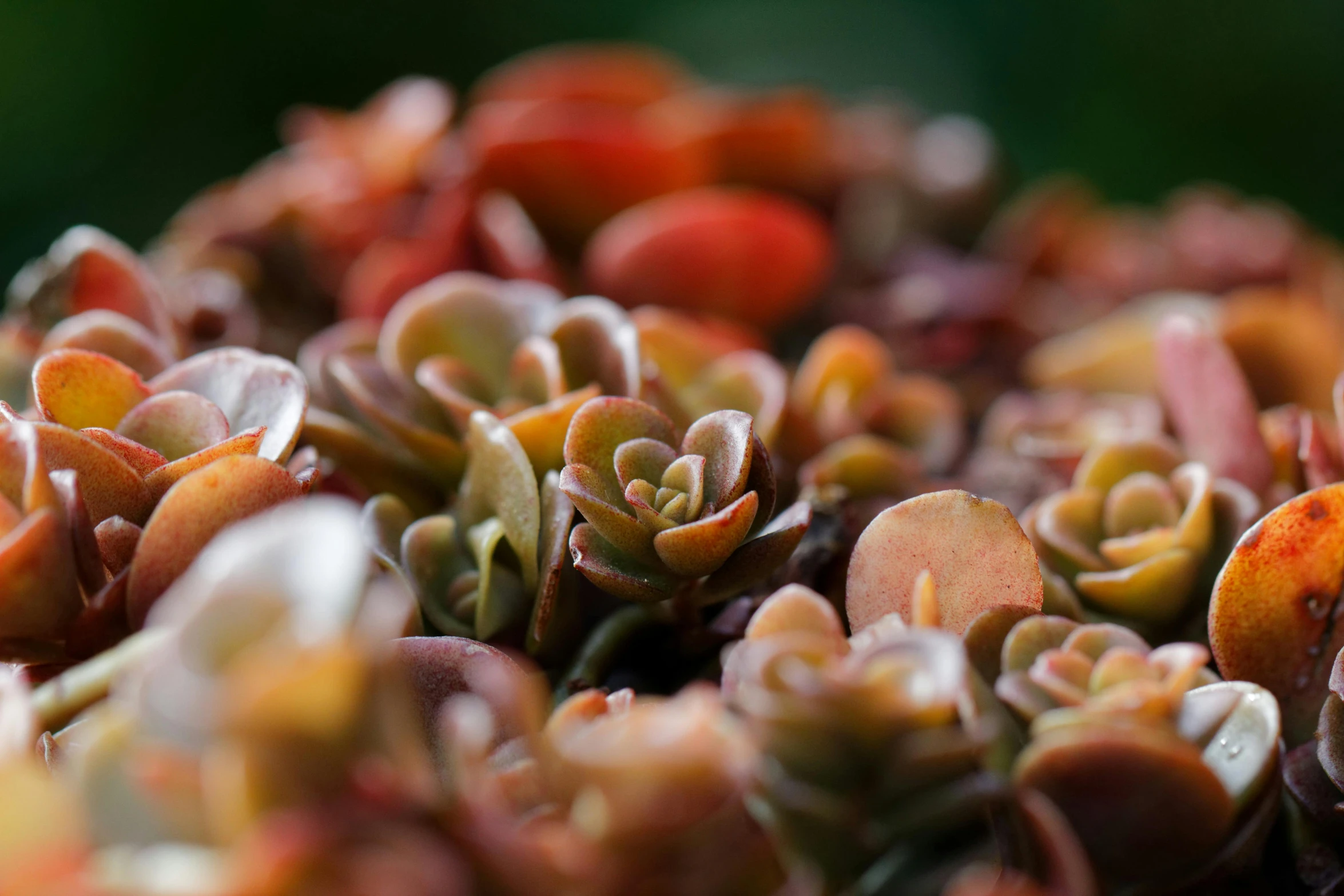 the group of flowers are on display for viewing