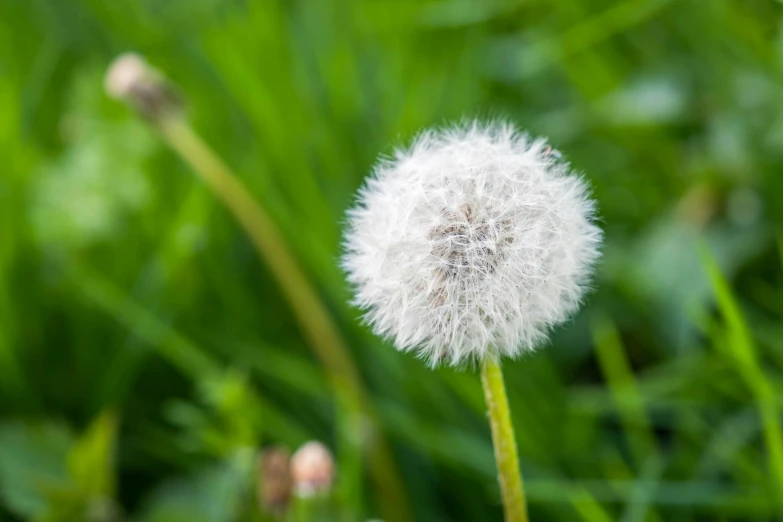 closeup of a fluffy white flower on some green grass