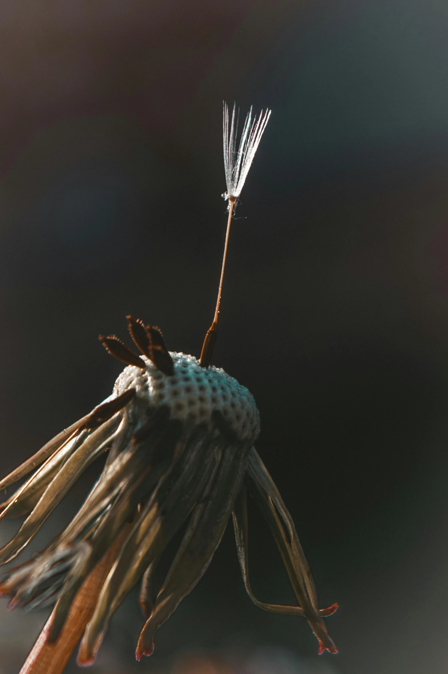 a small dandelion with tiny petals in the air