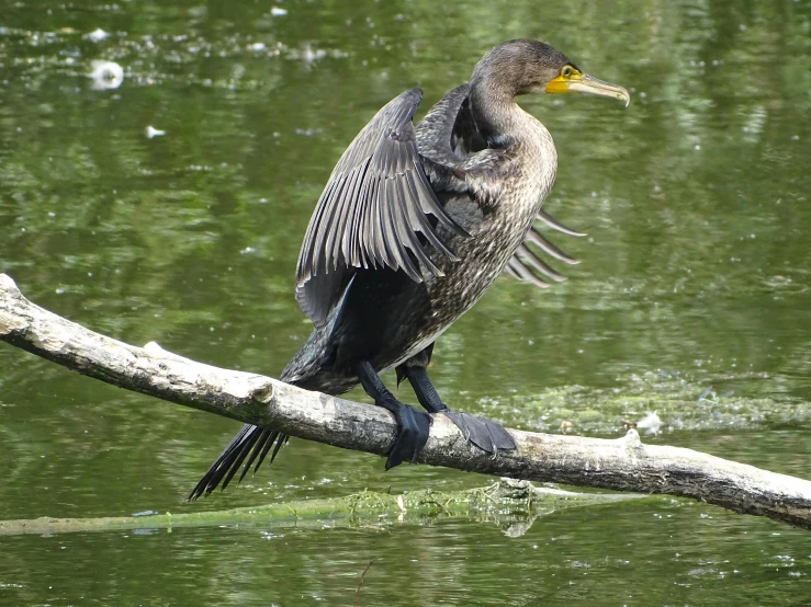 a bird perched on a tree limb by water