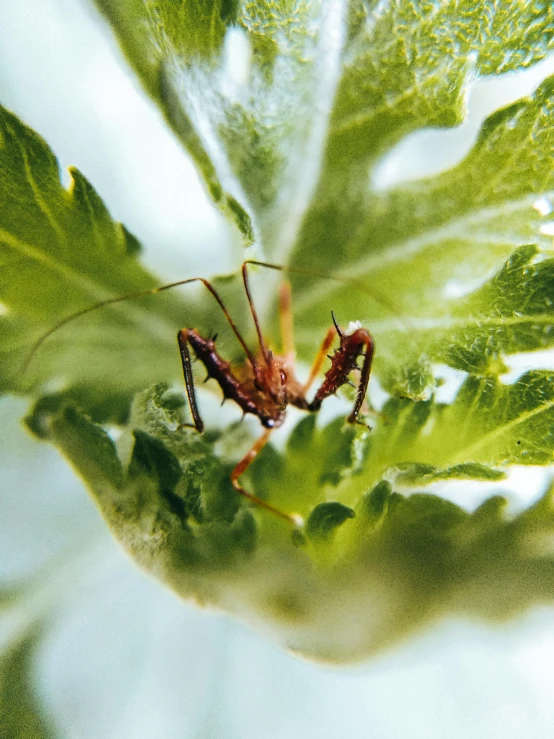 a close up of a bug on a leaf