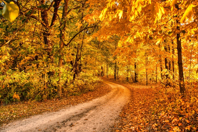 a scenic road through the forest in the autumn