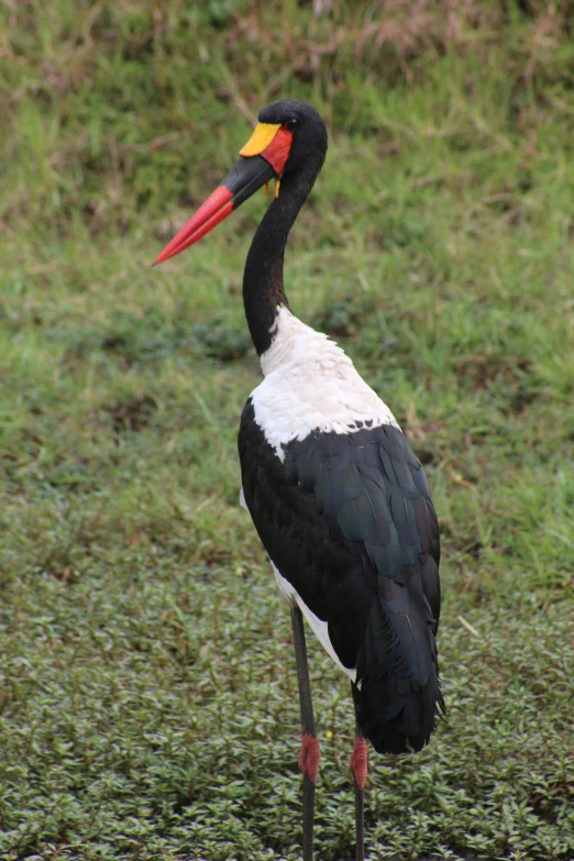 a tall bird with a long red beak standing on top of grass