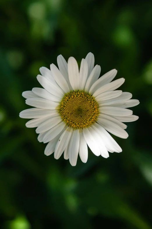 an image of a white flower that is on the ground