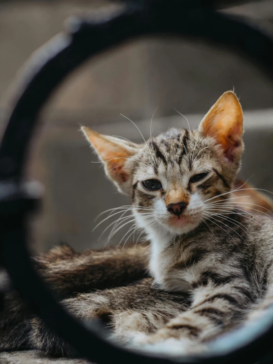 the kitten has been looking at his own reflection in the mirror