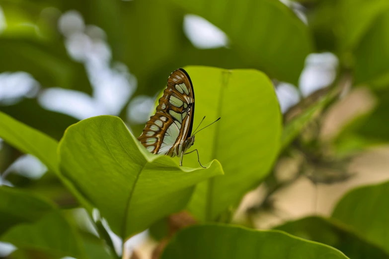 an orange and brown erfly with white markings on wings sits on a green leaf