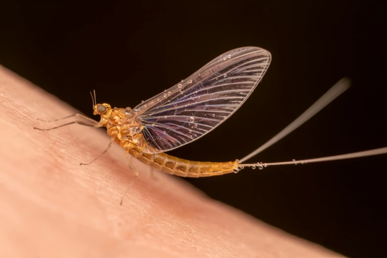 a mosquito that is sitting on the back of a human's arm