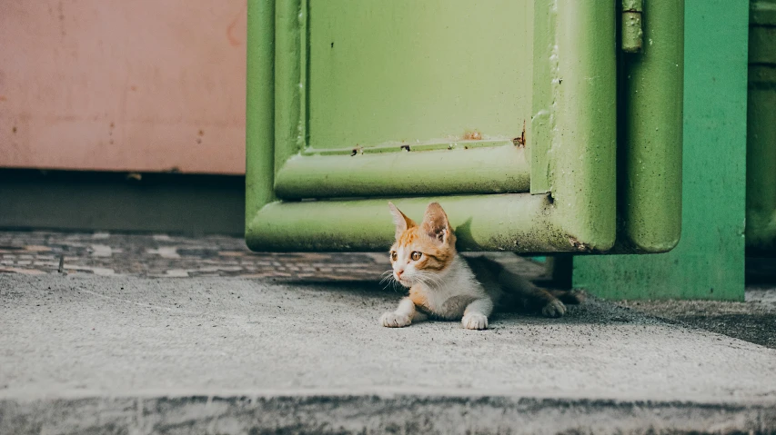 the cat is sitting on the cement by the green chair