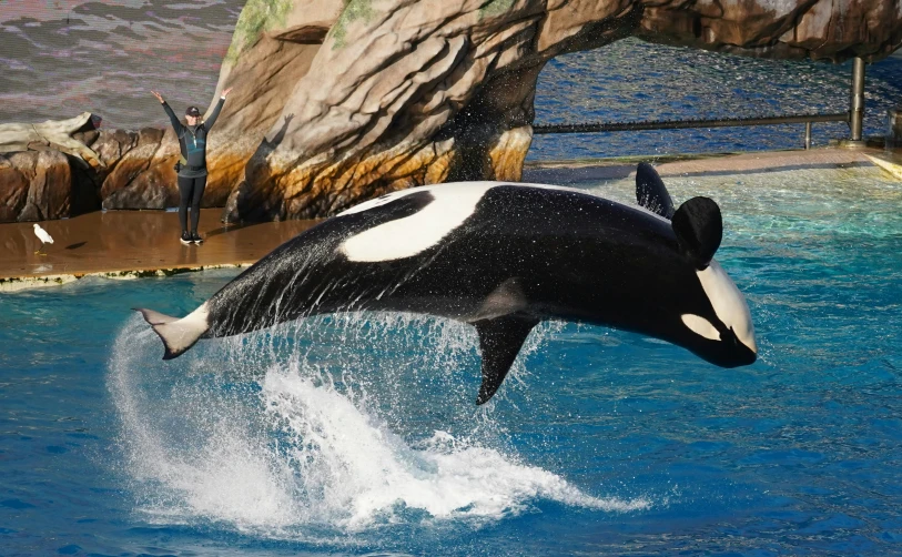 a whale jumping out of the water at a zoo