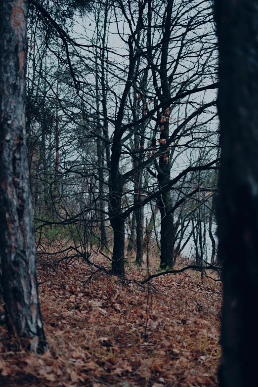 a group of trees stand on the ground by a fence