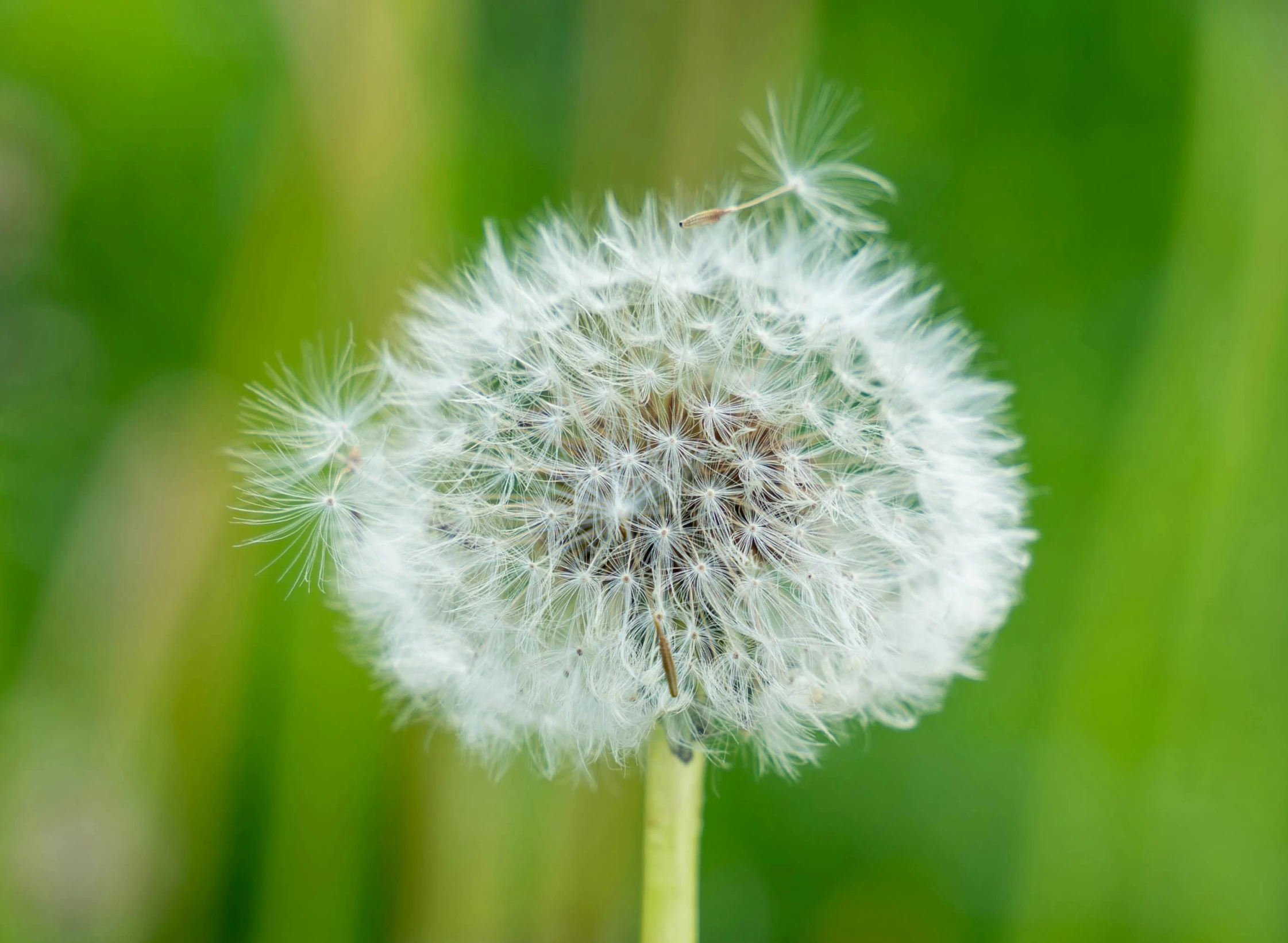 a dandelion flower in close up on blurry background