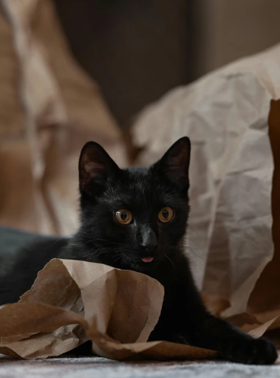 a black cat sits behind a crumpled brown paper