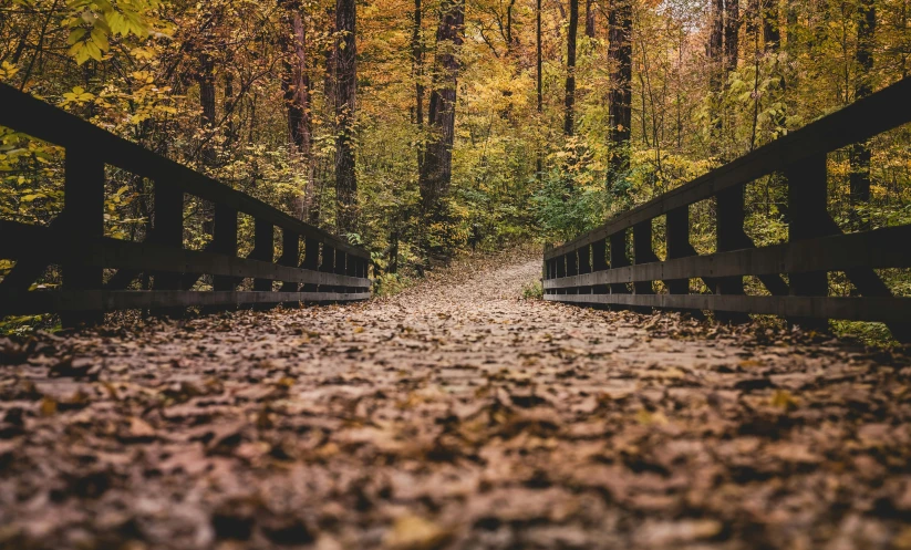 a wooden pathway in the middle of the woods with leaves on the ground and trees that are changing color