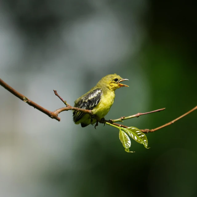 a small bird sits on a nch near a leaf