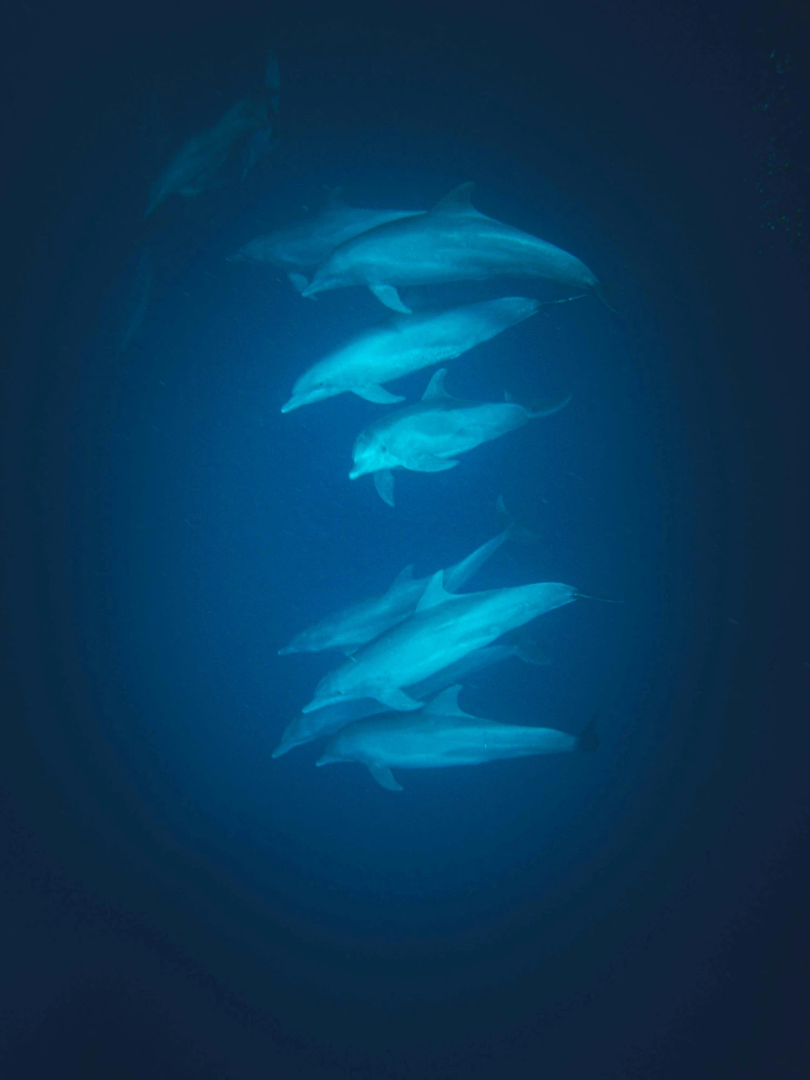 group of white dolphins swimming under the surface