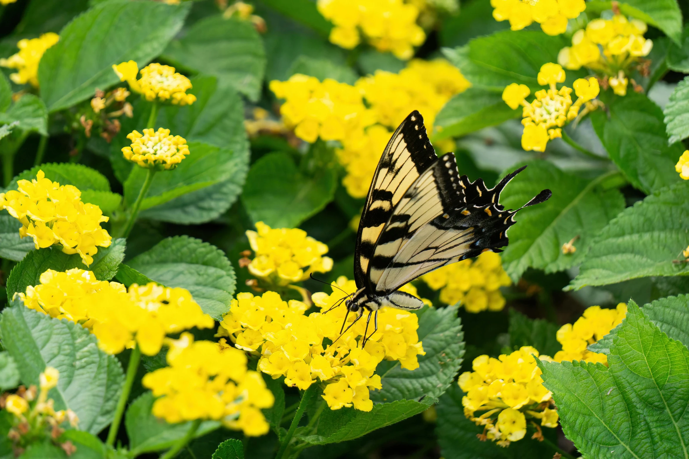 an orange and black erfly sitting on yellow flowers