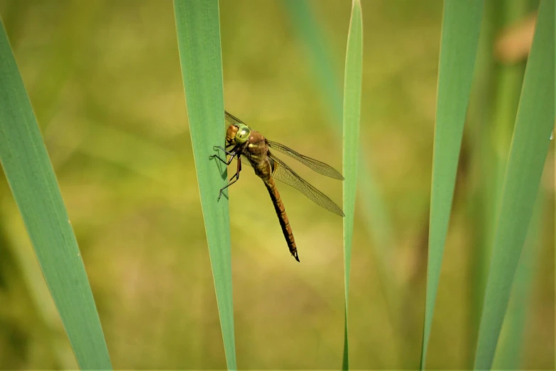 there is a small dragonfly sitting on the blades of some grass