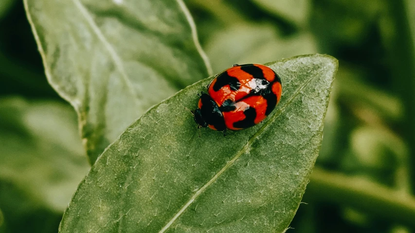 a red and black lady bug sitting on top of a leaf