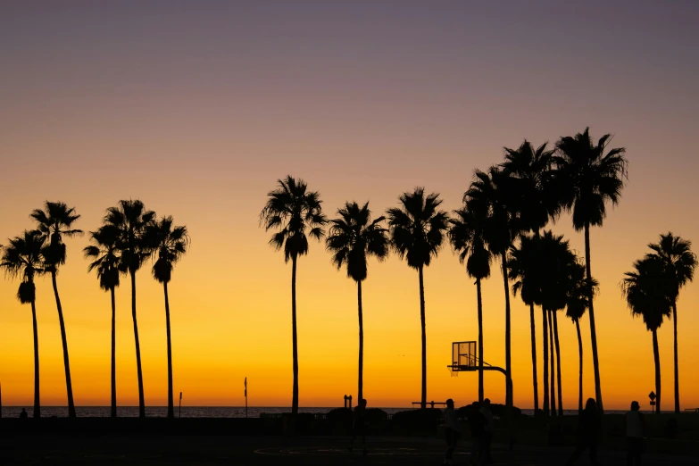 a basketball court between two tall palm trees