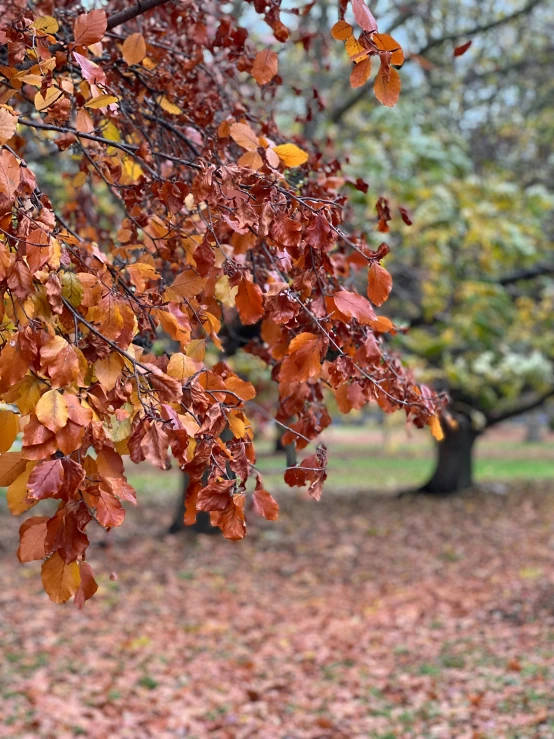 a tree in a park with many leaves all over it