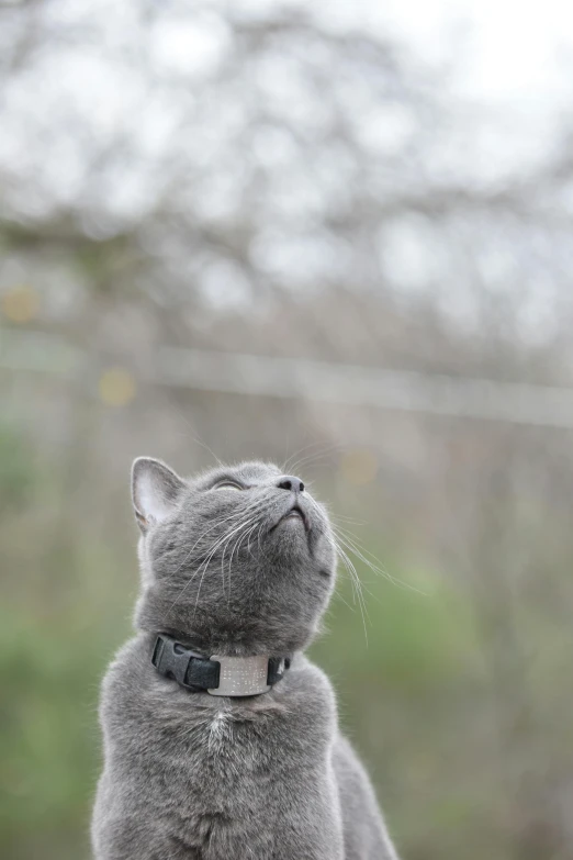 a gray cat sitting down looking up