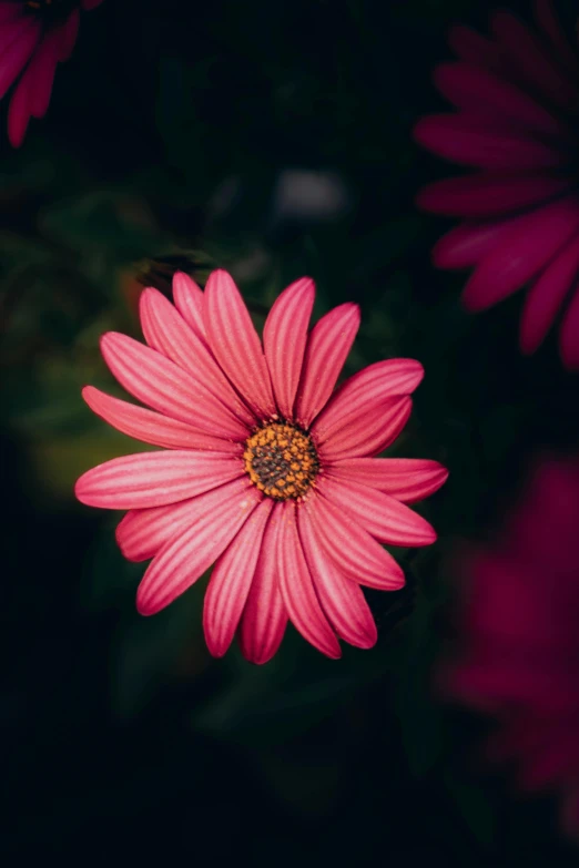 the pink flower is in focus against the dark background