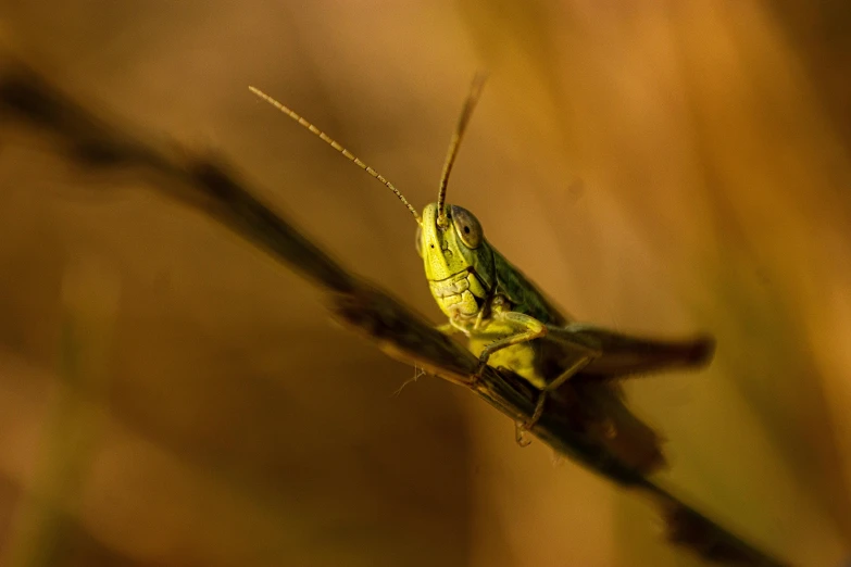 a grasshopper is standing on a twig