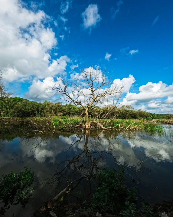 a tree in a small pond is standing in the grass