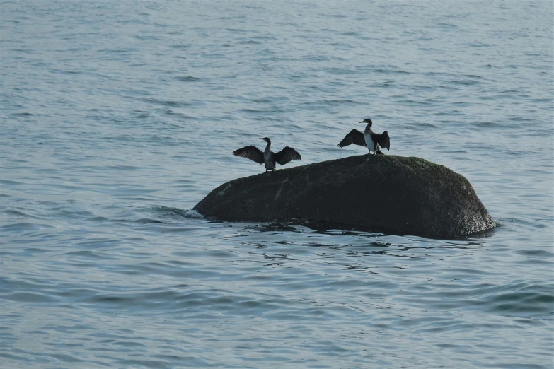 four birds sit on top of a large rock