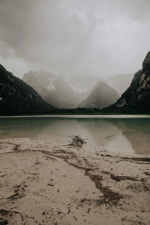 a lone plant on a dry shore line