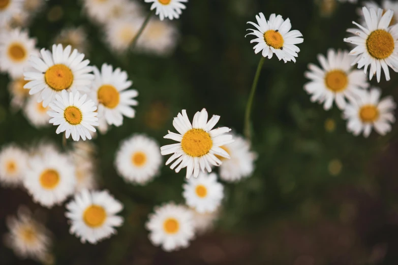some very pretty white daisies with yellow centers