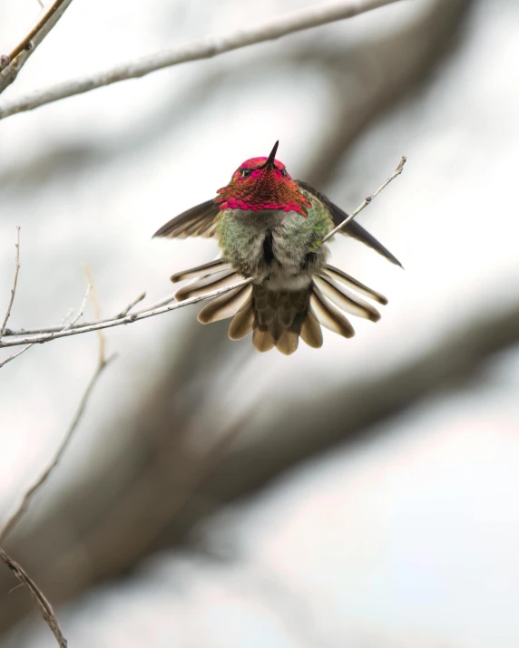 a bird is flying off of a tree