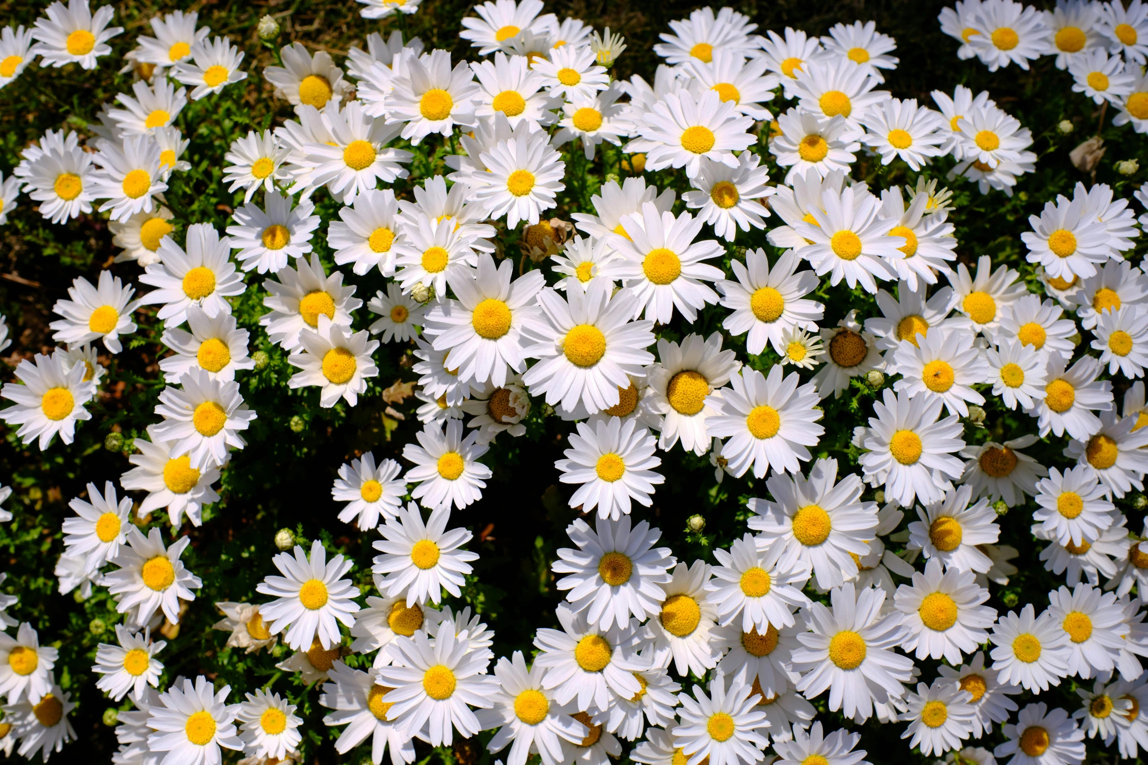 a bed of white and yellow flowers